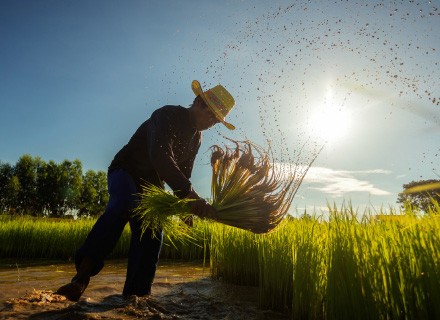 IFM_ food prices soaring